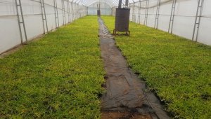 Büyükşehir susuzluğa dayanıklı çim üretiyor