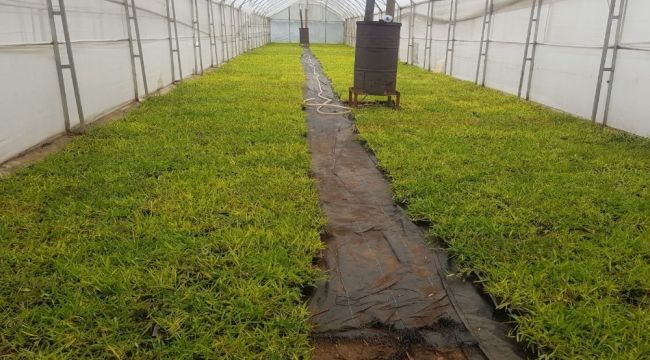Büyükşehir susuzluğa dayanıklı çim üretiyor