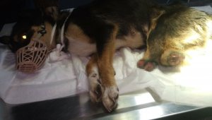 Caniler bu kez de Edirne'de ortaya çıktı