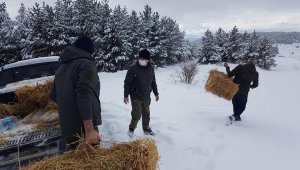 Çankırı'da yaban hayvanları kara kışta unutulmadı