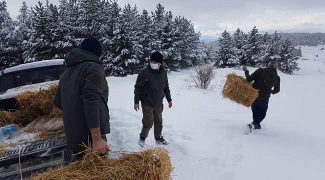 Çankırı'da yaban hayvanları kara kışta unutulmadı