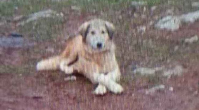 Çok ekmek yediği için köpeğini öldürdü