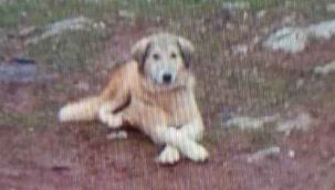 Çok ekmek yediği için köpeğini öldürdü