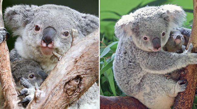 Dünyanın en yaşlısıydı! 19 yaşında öldü