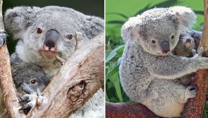 Dünyanın en yaşlısıydı! 19 yaşında öldü