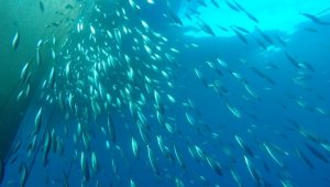 Egeli bilim insanları iş başında