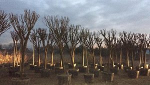 Egzoz gazından zarar gören ağaçlar yenileniyor