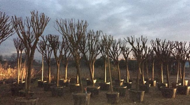 Egzoz gazından zarar gören ağaçlar yenileniyor