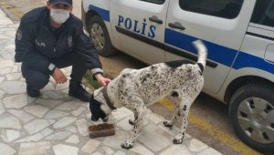 Eşme'de sokak hayvanları beslendi