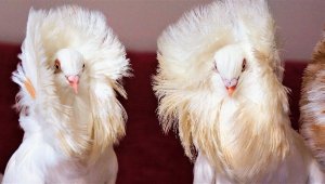 Ev araba parasına güvercin