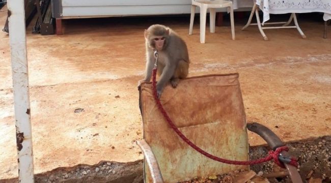 Evinde maymun ve keklik besleyen kişiye ceza