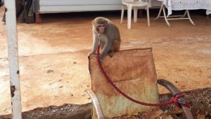 Evinde maymun ve keklik besleyen kişiye ceza
