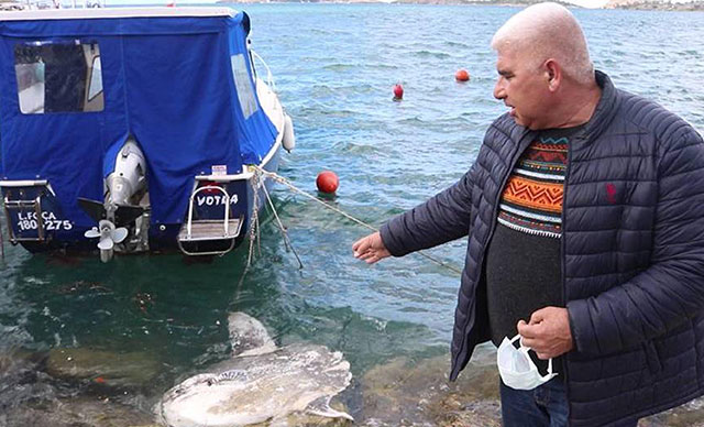Foça sahiline avlanması yasak ölü ay balığı vurdu