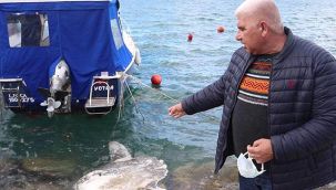 Foça sahiline avlanması yasak ölü ay balığı vurdu