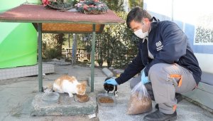 Gaziemir'de sokak hayvanları belediye emanet