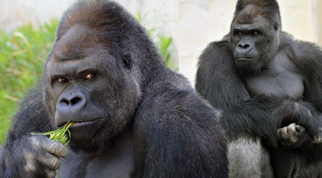 Gorillerde Covid'e rastlandı