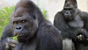 Gorillerde Covid'e rastlandı