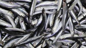 Hamsi avcılığı geçici durduruldu