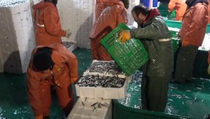 İğneada'da hamsi bereketi: Kilosu 15 liraya satıldı