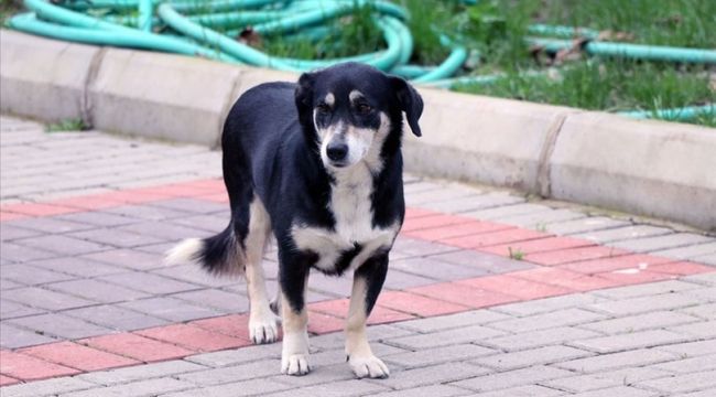 İzmir'de, 3 yıldır ölen sahibini bekliyor