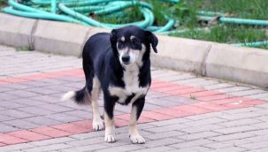 İzmir'de, 3 yıldır ölen sahibini bekliyor