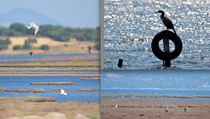 İzmir'deki kuşlar, göçe zorlandı!