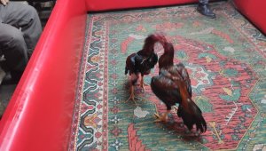 İzmir'de horoz dövüşü baskını