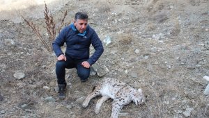 Soyu tükenmekte olan vaşağı vurdular