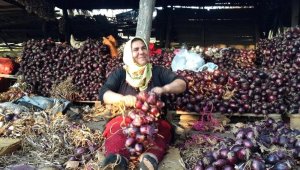 Kapıdağ Mor Soğanı yurt dışına ihraç edilecek
