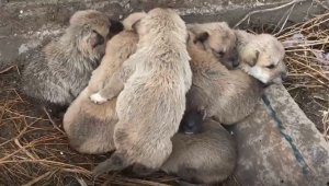 Kar altında kalan 9 yavru köpeği donmaktan son anda kurtardılar