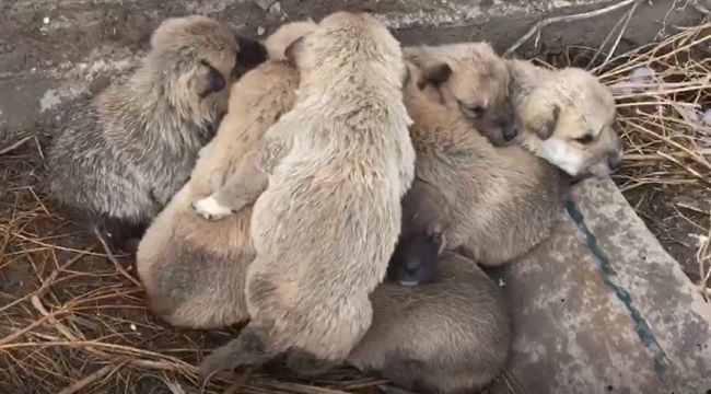 Kar altında kalan 9 yavru köpeği donmaktan son anda kurtardılar