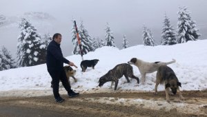 Kar yağışında sokak hayvanları unutulmadı