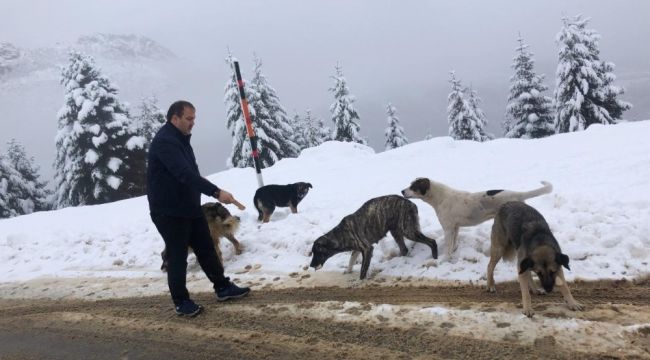 Kar yağışında sokak hayvanları unutulmadı