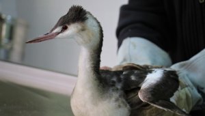 'Karabatak' kuşu tedavide