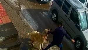 Kendisini korumak için köpeği yumrukladı