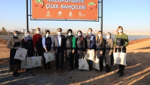 Kızıltepe'de 100 bin çilek fidesi toprakla buluştu