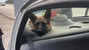 Köpeğin başı hopörler boşluğuna sıkıştı