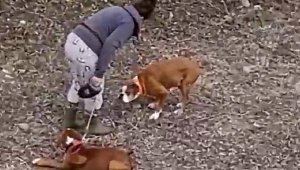 Köpekler 'mal' mı?