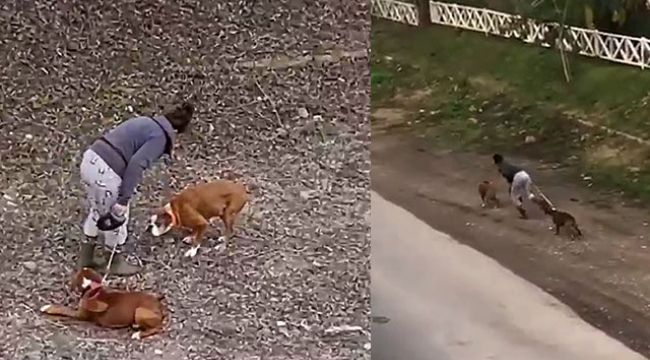 Köpeklere dayak! Madem sevmiyorsun neden onlar yanında