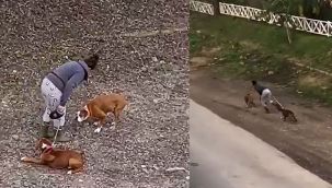 Köpeklere dayak! Madem sevmiyorsun neden onlar yanında