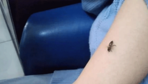 Koronaya iyi geliyor diye kendilerini arılara ısırtıyorlar