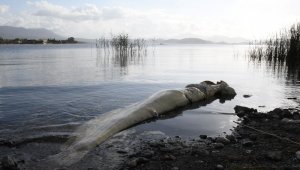 Köyceğiz gölünde ölü Yayın Balığı sahile vurdu