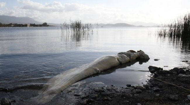 Köyceğiz gölünde ölü Yayın Balığı sahile vurdu