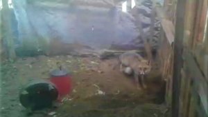 Kümesine giren tilkiye böyle seslendi