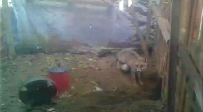 Kümesine giren tilkiye böyle seslendi