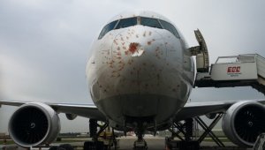 Kuş sürüsü içine giren THY uçağı acil iniş yaptı