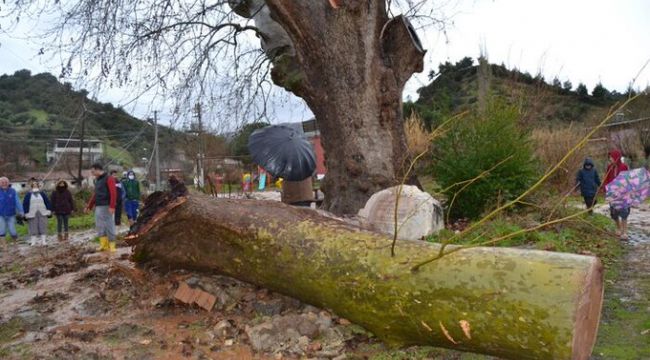 Manisa'da fırtınadan 430 yıllık çınar ağacı devrildi