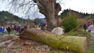 Manisa'da fırtınadan 430 yıllık çınar ağacı devrildi