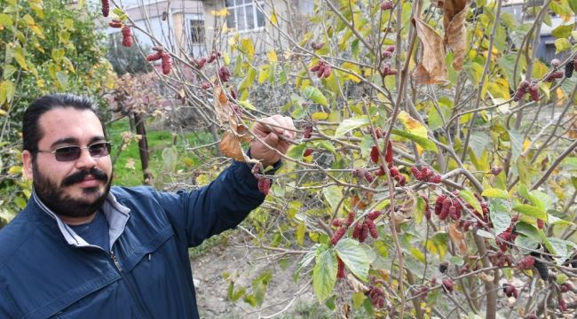 Mersin'de dut ağacı Ocak ayında meyve verdi