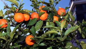 Muratpaşa'nın turunçları evlerde reçel oluyor